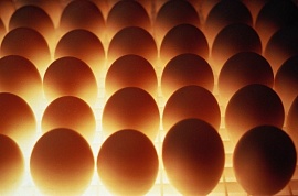 Как не отравиться яйцами